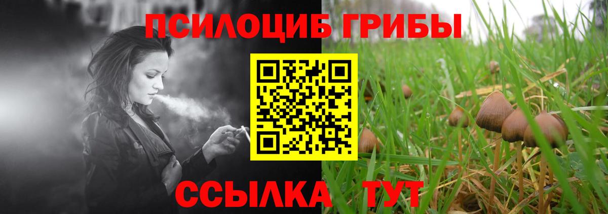 Галлюциногенные грибы Psilocybine cubensis Киров